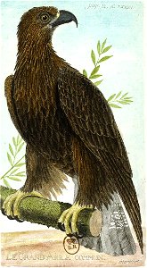 François-Nicolas Martinet - Histoire des oiseaux - Aigle