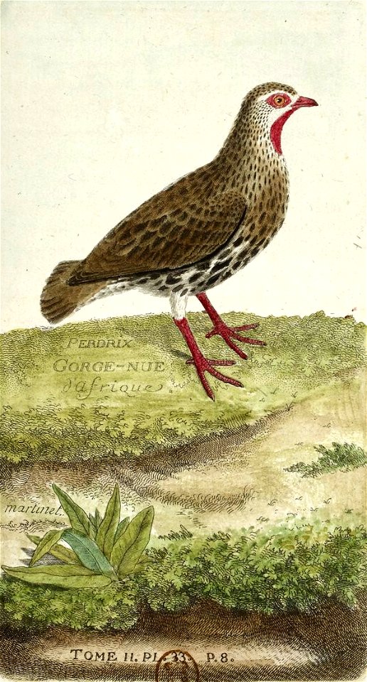 François-Nicolas Martinet - Histoire des oiseaux - perdrix gorge nue