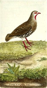 François-Nicolas Martinet - Histoire des oiseaux - perdrix gorge nue