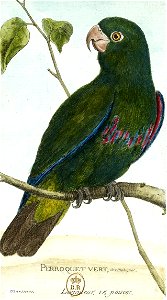 François-Nicolas Martinet - Histoire des oiseaux - Perroquet vert