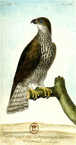 François-Nicolas Martinet - Histoire des oiseaux - Gerfaut d'Amérique