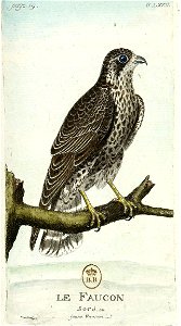 François-Nicolas Martinet - Histoire des oiseaux - Jeune faucon
