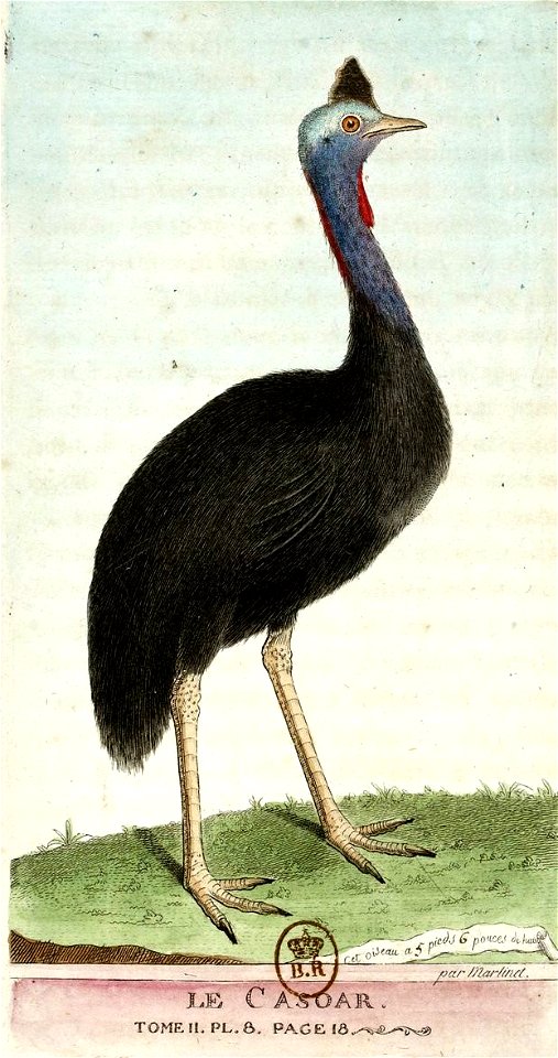 François-Nicolas Martinet - Histoire des oiseaux - Casoar