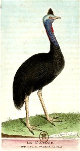 François-Nicolas Martinet - Histoire des oiseaux - Casoar