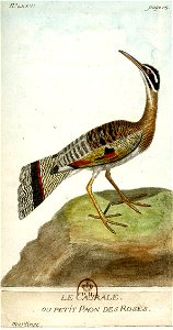 François-Nicolas Martinet - Histoire des oiseaux - VII - Caurale