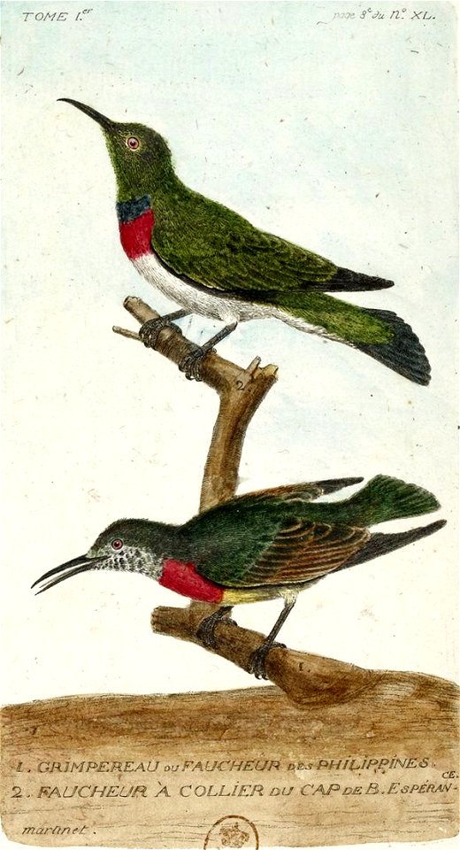 François-Nicolas Martinet - Histoire des oiseaux - Faucheur des Philippines et Faucheur à collier