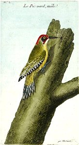 François-Nicolas Martinet - Histoire des oiseaux - Pic vert mâle