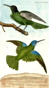 François-Nicolas Martinet - Histoire des oiseaux - Grimpereaux du Brésil