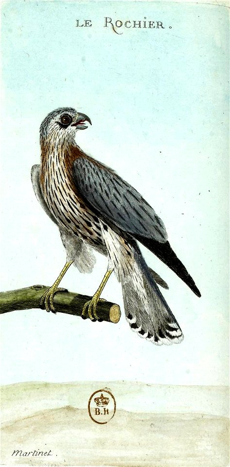 François-Nicolas Martinet - Histoire des oiseaux - Rochier