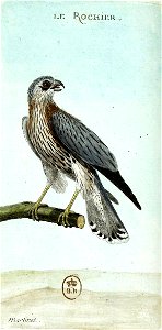 François-Nicolas Martinet - Histoire des oiseaux - Rochier