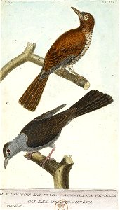 François-Nicolas Martinet - Histoire des oiseaux - Coucou de Madagascar