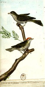 François-Nicolas Martinet - Histoire des oiseaux - V - Grive de Guyane