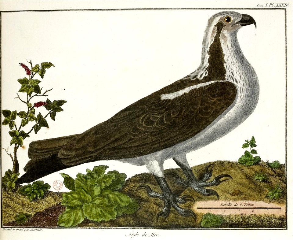 François-Nicolas Martinet - Brisson Mathurin-Jacques - Aigle de mer