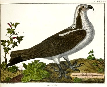 François-Nicolas Martinet - Brisson Mathurin-Jacques - Aigle de mer