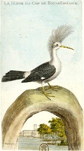 François-Nicolas Martinet - Histoire des oiseaux - Huppe du Cap de bonne espérance