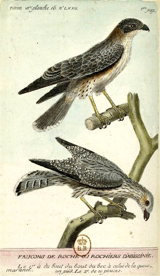 François-Nicolas Martinet - Histoire des oiseaux - Faucon de roche
