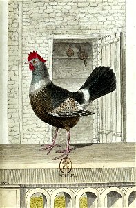 François-Nicolas Martinet - Histoire des oiseaux - Poule
