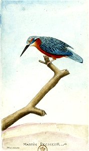 François-Nicolas Martinet - Histoire des oiseaux - Martin pêcheur