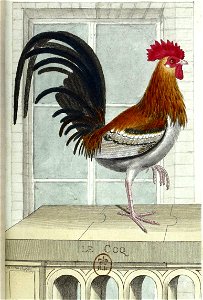 François-Nicolas Martinet - Histoire des oiseaux - Coq