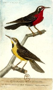 François-Nicolas Martinet - Histoire des oiseaux - V - Étourneau de la Louisiane