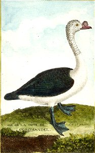 François-Nicolas Martinet - Histoire des oiseaux - oie de Coromandel