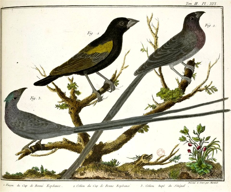François-Nicolas Martinet - Brisson Mathurin-Jacques - Pinson et Coliou