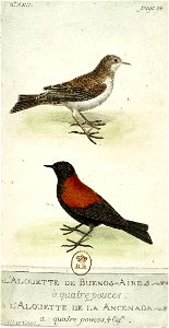 François-Nicolas Martinet - Histoire des oiseaux - IV - Alouette de Buenos-Aires