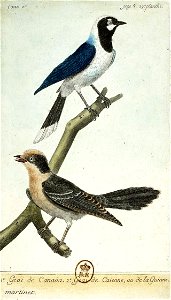 François-Nicolas Martinet - Histoire des oiseaux - V -Geai du Canada et geai de Cayenne. Free illustration for personal and commercial use.