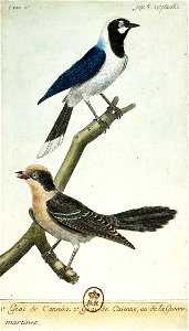François-Nicolas Martinet - Histoire des oiseaux - V -Geai du Canada et geai de Cayenne