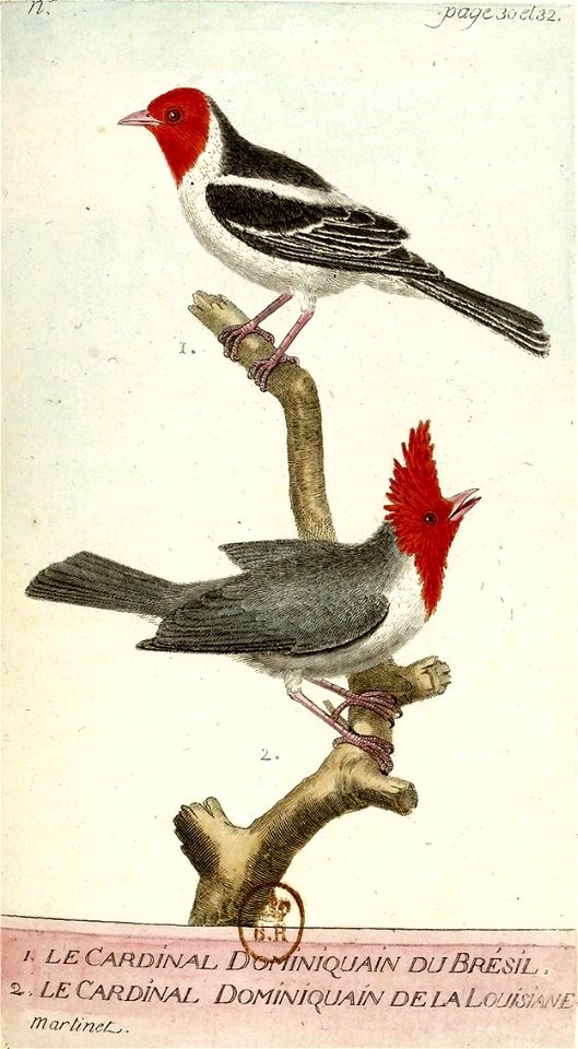 François-Nicolas Martinet - Histoire des oiseaux - III - Cardinal