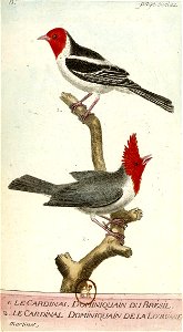 François-Nicolas Martinet - Histoire des oiseaux - III - Cardinal