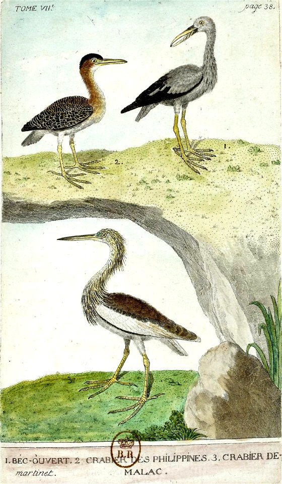 François-Nicolas Martinet - Histoire des oiseaux - VII - Bec-ouvert et Crabiers