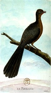 François-Nicolas Martinet - Histoire des oiseaux - Parraqua