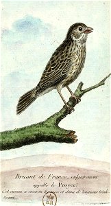 François-Nicolas Martinet - Histoire des oiseaux - III - Bruant de France