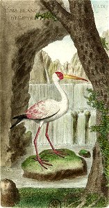 François-Nicolas Martinet - Histoire des oiseaux - VII - btv1b8454709t 269