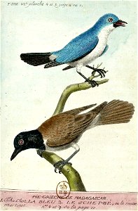 François-Nicolas Martinet - Histoire des oiseaux - Pie grièche bleu de Madagascar