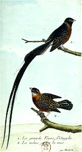 François-Nicolas Martinet - Histoire des oiseaux - III - Grande Veuve