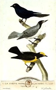 François-Nicolas Martinet - Histoire des oiseaux - III - trois tangaras