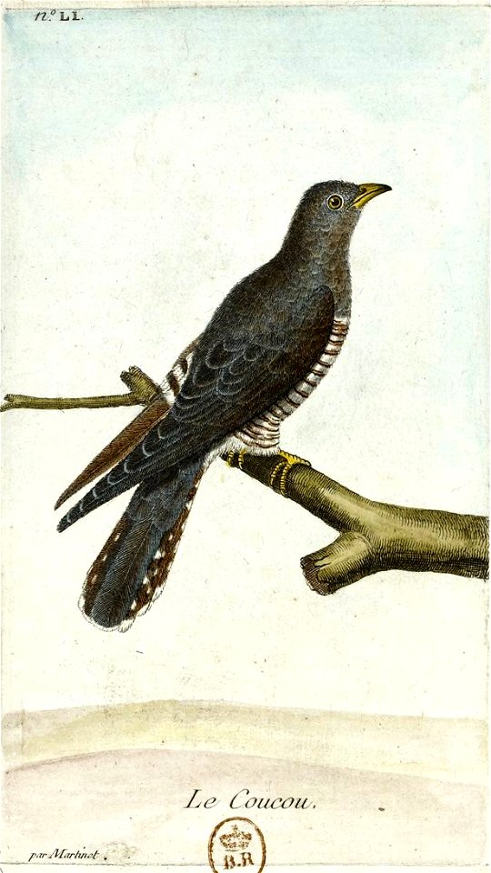 François-Nicolas Martinet - Histoire des oiseaux - Coucou