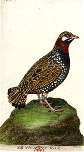 François-Nicolas Martinet - Histoire des oiseaux - Francolin mâle