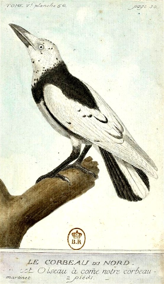 François-Nicolas Martinet - Histoire des oiseaux - V - Corbeau du nord