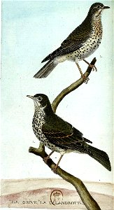 François-Nicolas Martinet - Histoire des oiseaux - V - Grive
