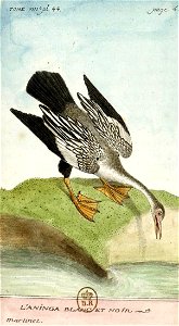 François-Nicolas Martinet - Histoire des oiseaux - VIII - Anhinga blanc et noir