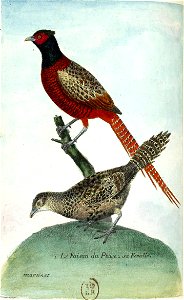 François-Nicolas Martinet - Histoire des oiseaux - Faisan et sa femelle