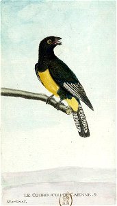 François-Nicolas Martinet - Histoire des oiseaux - Couroucou de Cayenne