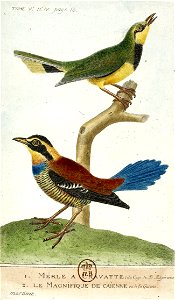 François-Nicolas Martinet - Histoire des oiseaux - V - Merle à cravate