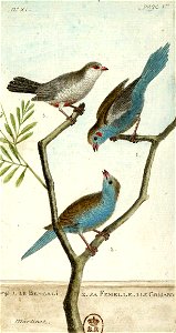 François-Nicolas Martinet - Histoire des oiseaux - Bengali