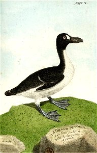 François-Nicolas Martinet - Histoire des oiseaux - VIII - Grand Pingouin
