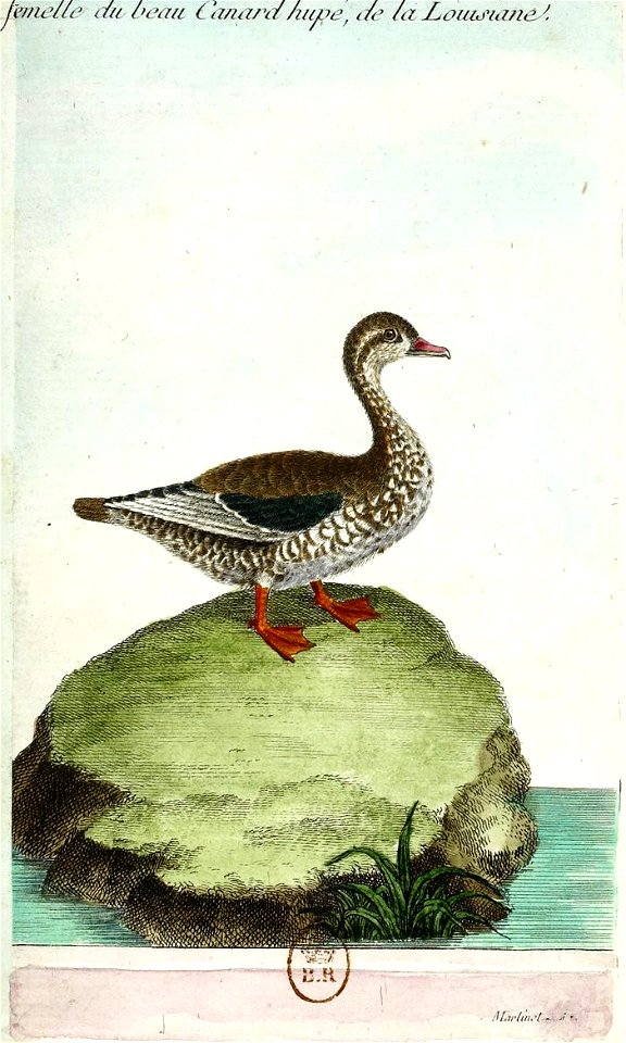 François-Nicolas Martinet - Histoire des oiseaux - femelle du canard huppé