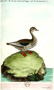 François-Nicolas Martinet - Histoire des oiseaux - femelle du canard huppé